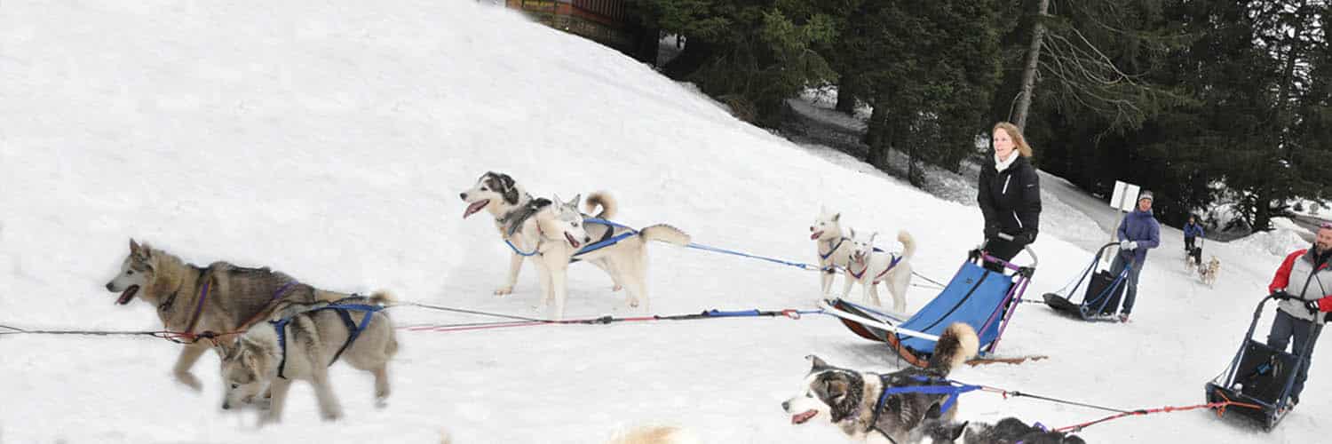 Husky sled teams driven by participants during a corporate ski trip